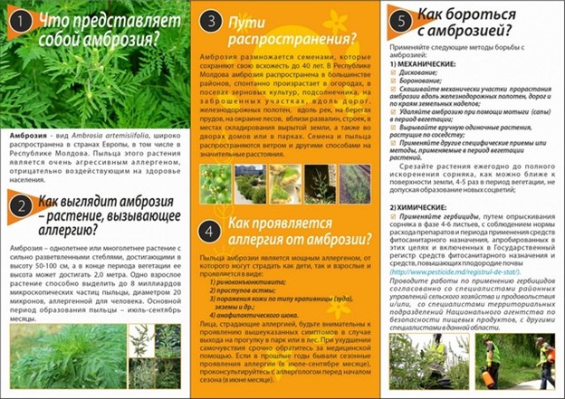 Внимание  Амброзия